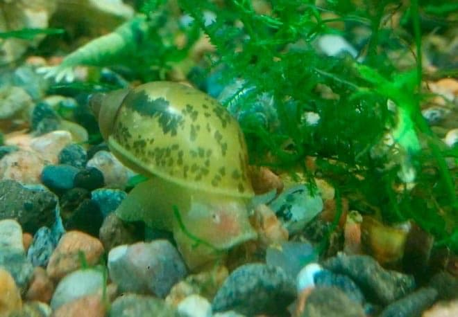 покемон покемон