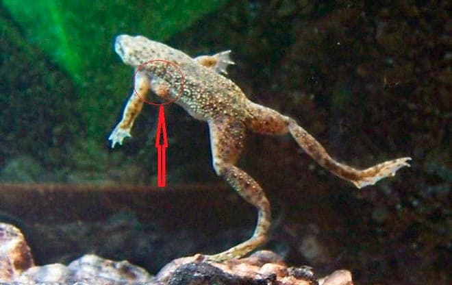 половой диморфизм лягушек половой диморфизм лягушек