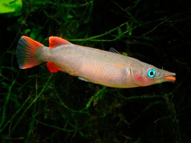 полурыл полурыл