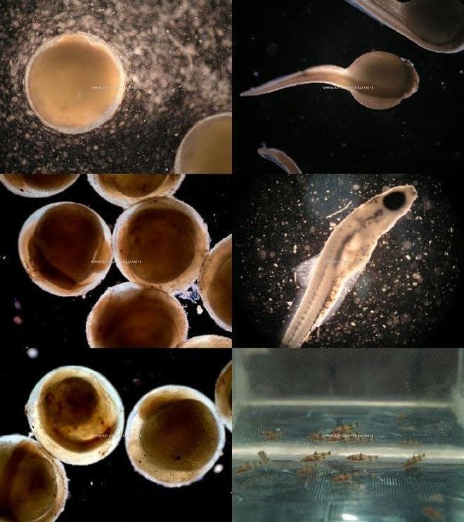 развитие эмбриона у денисони развитие эмбриона у денисони