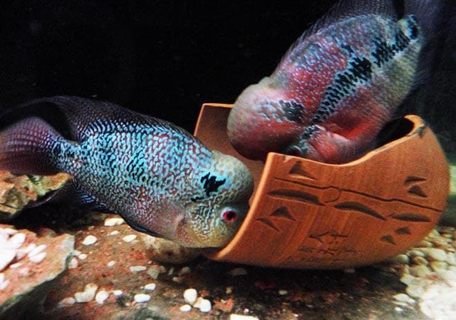 аквариум для флауэр хорн аквариум для флауэр хорн