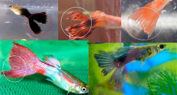 потрепанность хвоста потрепанность хвоста