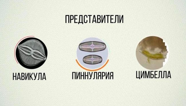 вида Диатомовых водорослей вида Диатомовых водорослей