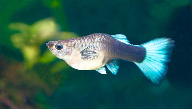 Беременная самка гуппи Беременная самка гуппи