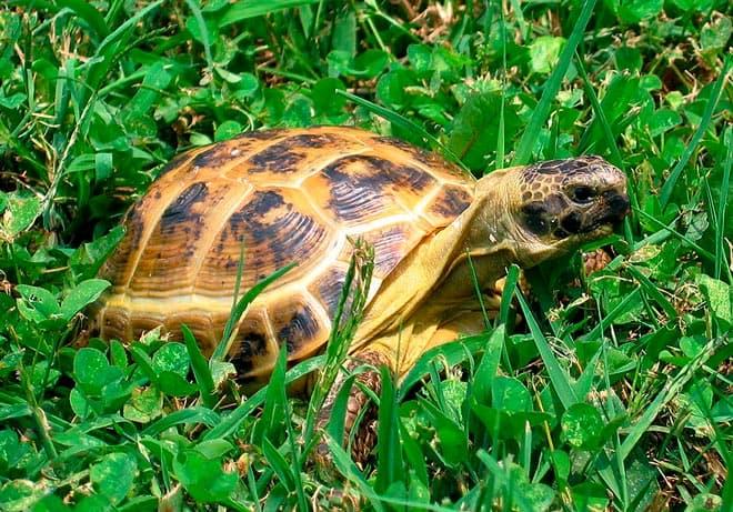 прогулки черепахи прогулки черепахи