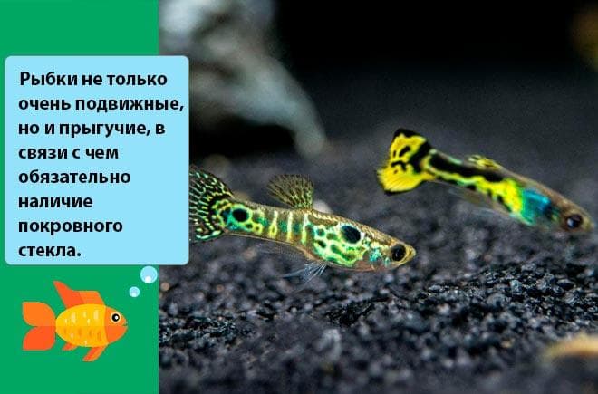 пара гупий эндлера пара гупий эндлера