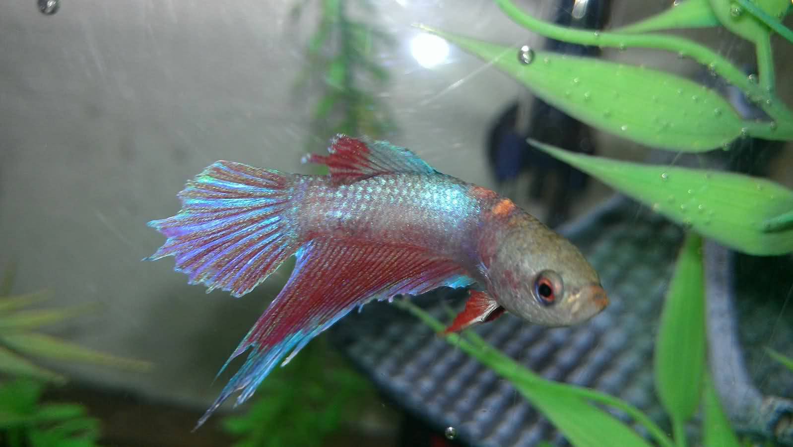 Псевдомоноз у петушка