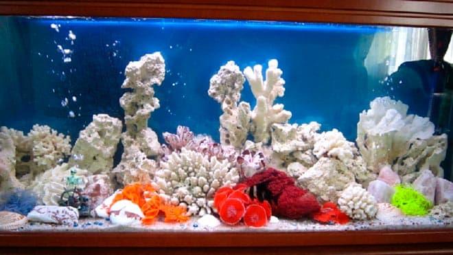 псевдоморской