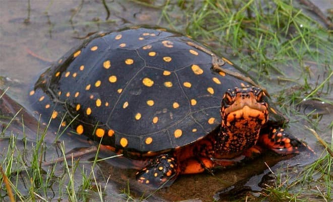 пятниская черепаха пятниская черепаха