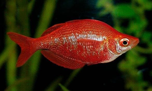 радужница глоссолепис радужница глоссолепис