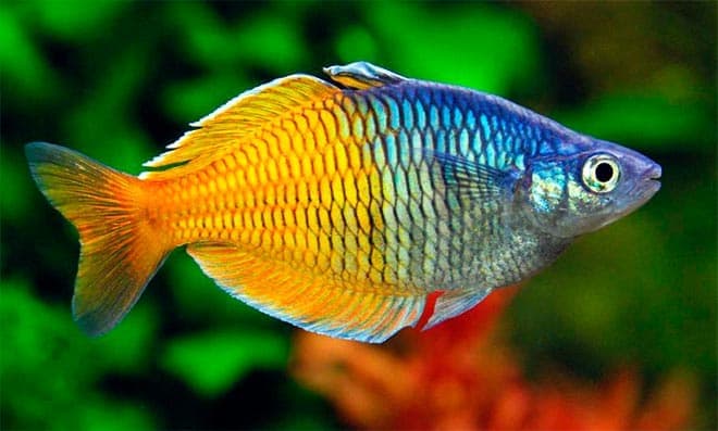 радужницы радужницы