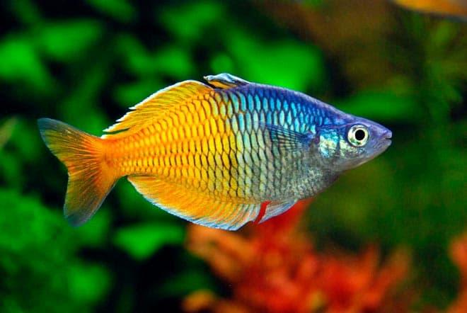 радужницы радужницы