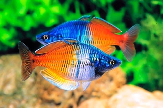 радужницы радужницы