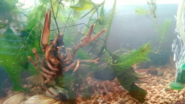 раки в мутной воде раки в мутной воде