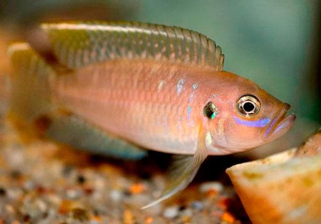 ракушковая цихлида ракушковая цихлида