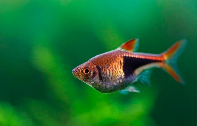 расбора расбора