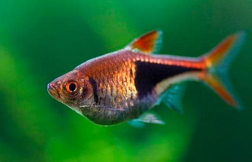 расборы расборы