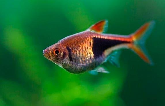 расборы расборы