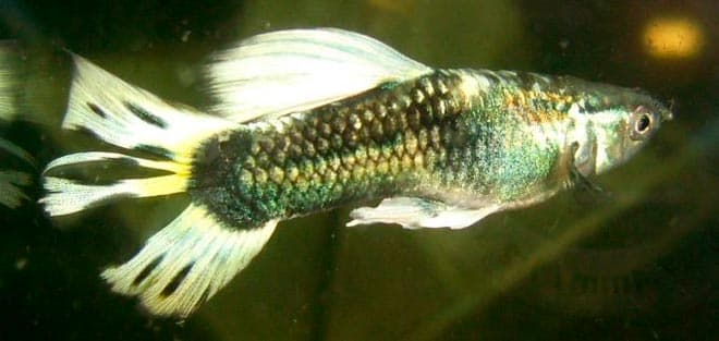 раскол плавника раскол плавника