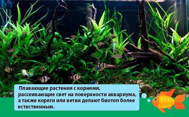 аквариум для барбуса аквариум для барбуса