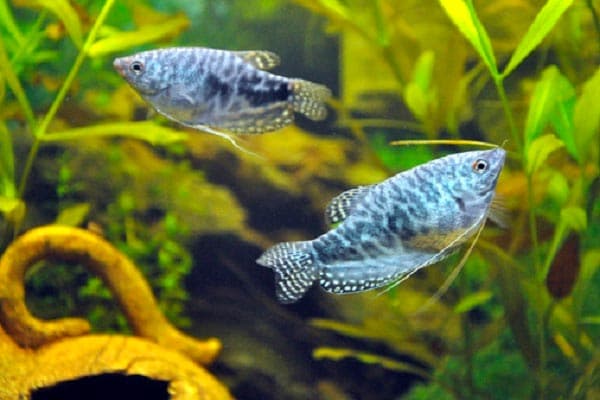 растения растения