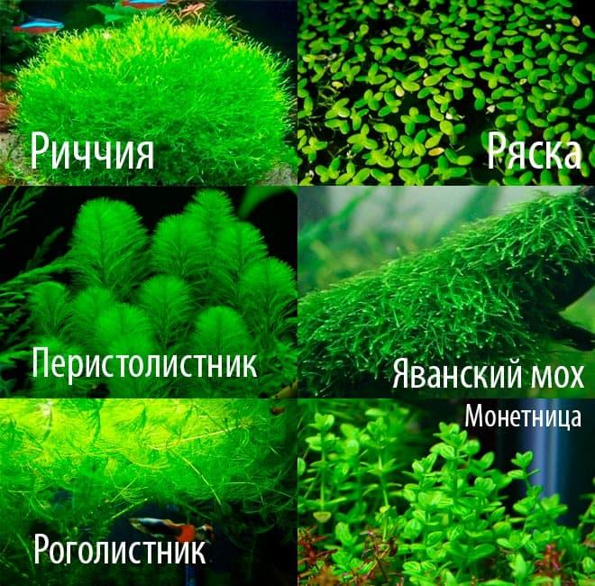 растения для мраморного гурами растения для мраморного гурами