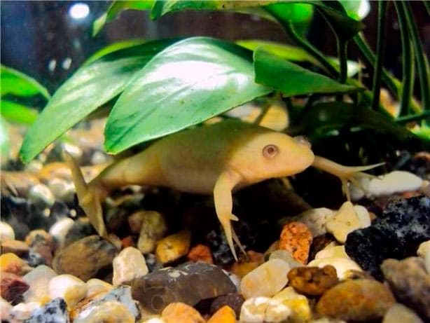 растения и лягушки растения и лягушки