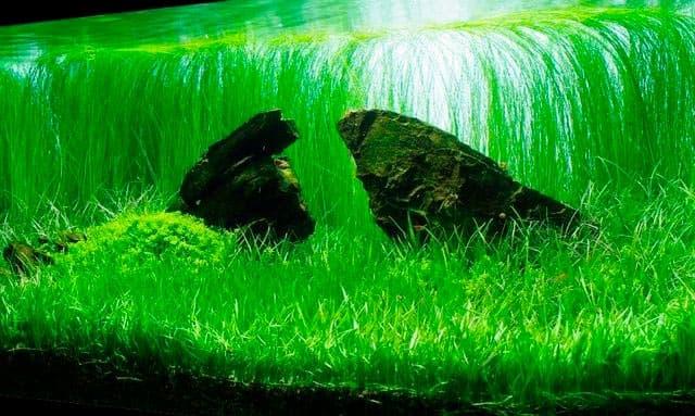 растения на переднем фоне растения на переднем фоне