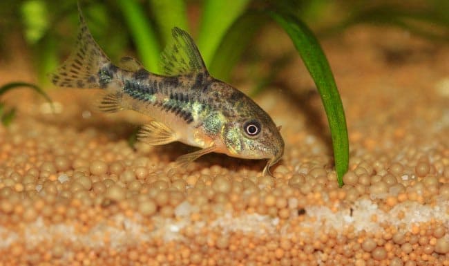 растения у сомика крапчатого растения у сомика крапчатого