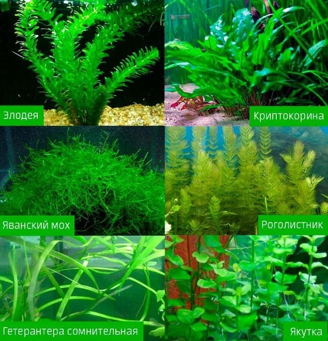 растения растения