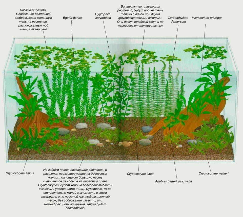 растительность растительность