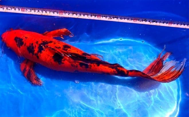 размер карпов кои размер карпов кои