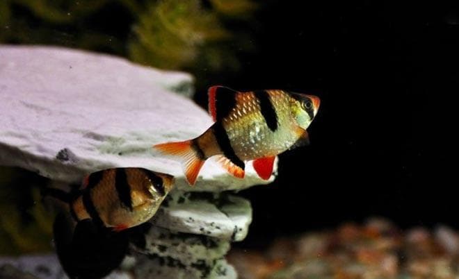 Готовящиеся к размножению барбусы Готовящиеся к размножению барбусы