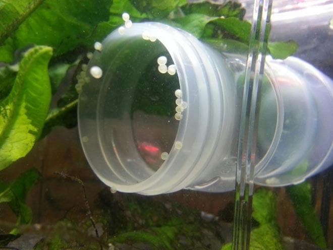 икра барбусов икра барбусов