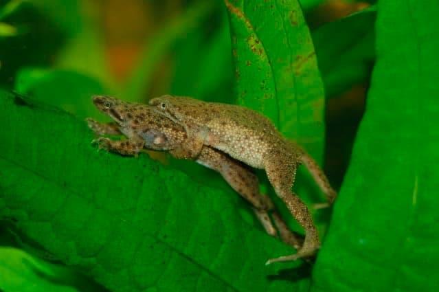 размножение лягушек размножение лягушек