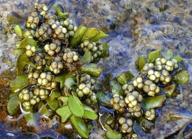 размножение спорами размножение спорами