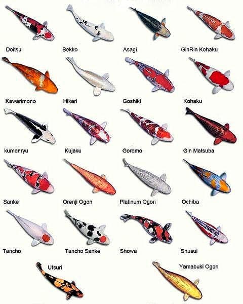 разновидности кои разновидности кои