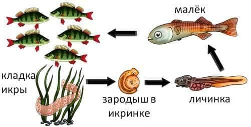 Развитие рыб из икры