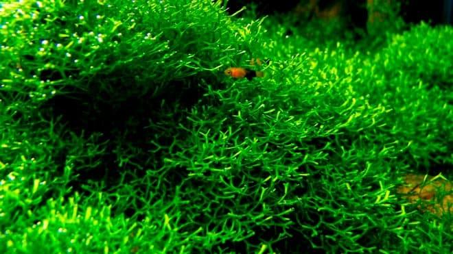 риччия риччия