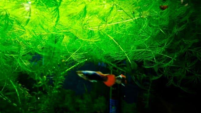 роголистник роголистник