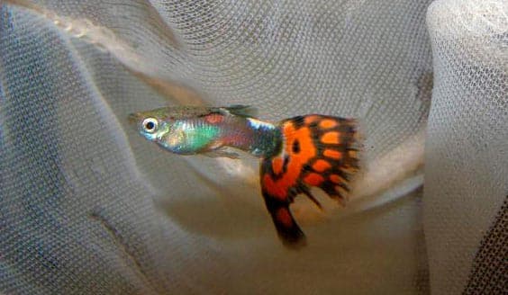 рваный хвост рваный хвост