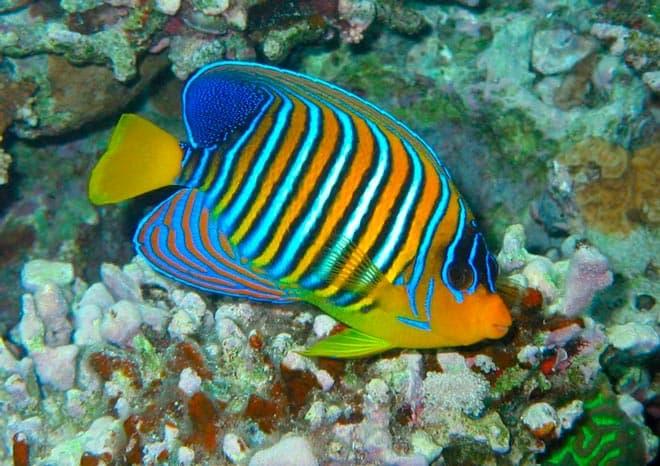 рыба ангел рыба ангел