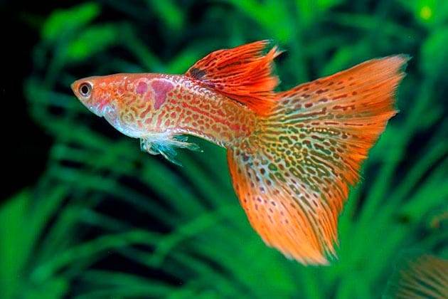 Рыбка гуппи Рыбка гуппи