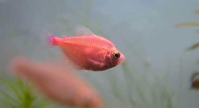 рыбка карамелька рыбка карамелька