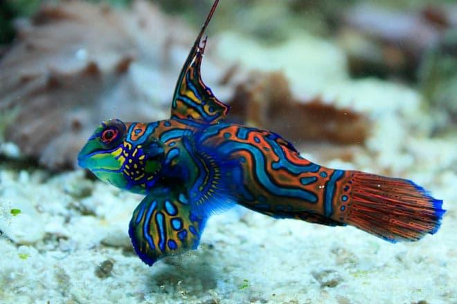 рыбка мандаринка рыбка мандаринка