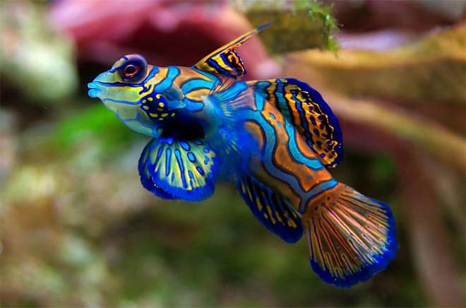 рыбка мандаринка рыбка мандаринка