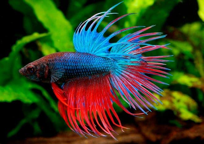 рыбка петушок рыбка петушок