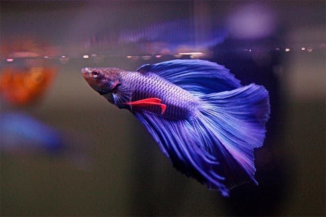 рыбка петушок рыбка петушок