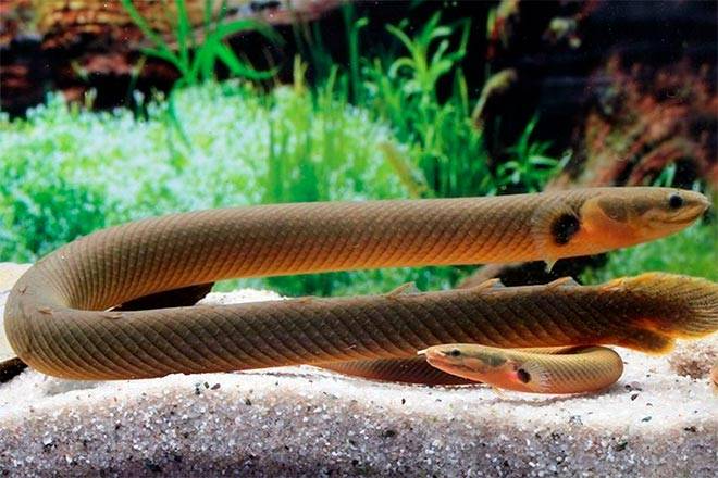 Размножение рыбки змеи Размножение рыбки змеи