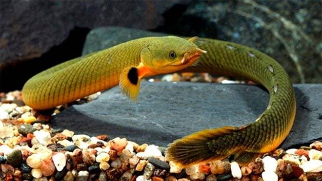 Рыба змея Рыба змея